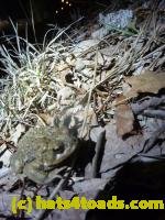 /home//u458753944/public_html/sourcegallery///////////////////////////////////////////Roxborough Toad Detour/2013-2019/2013/2013-04-09/P1120039.JPG